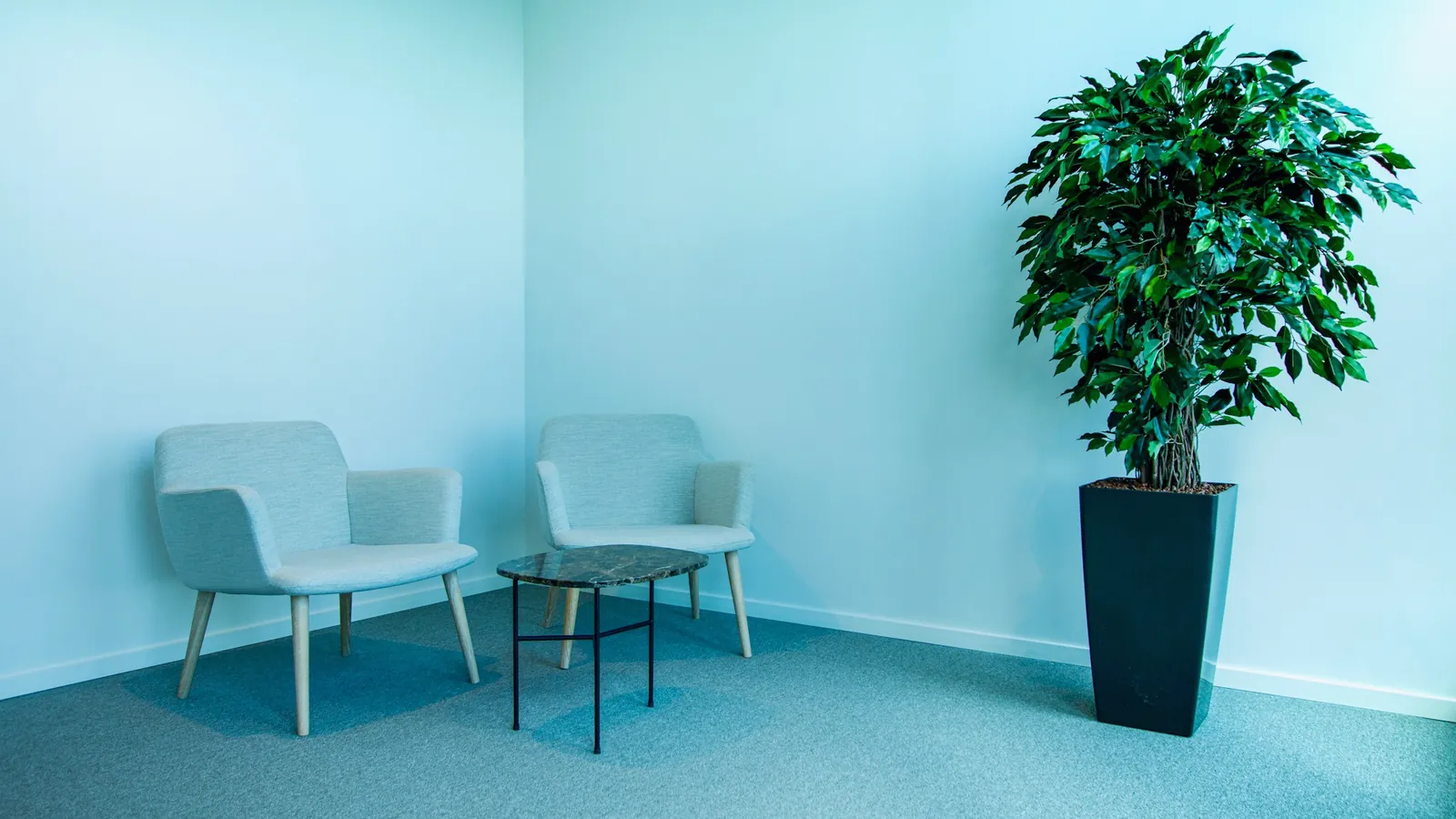 Salle d’attente claire aux murs bleu ciel, deux fauteuils et un grand ficus